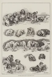 Die Hundeschau des Kennel Clubs im Crystal Palace